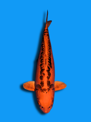 Mizuho Ogon | Koi&Co.